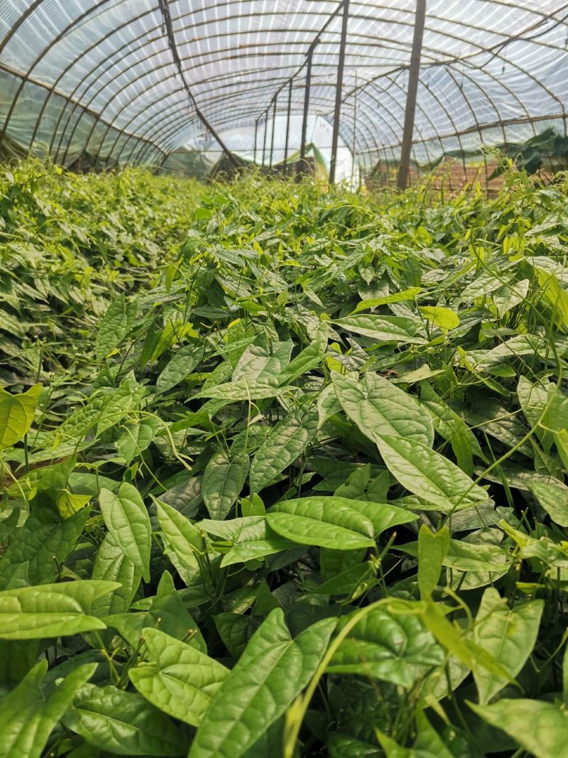 云南地苦胆苗产地直销量大从优质量保障欢迎订购