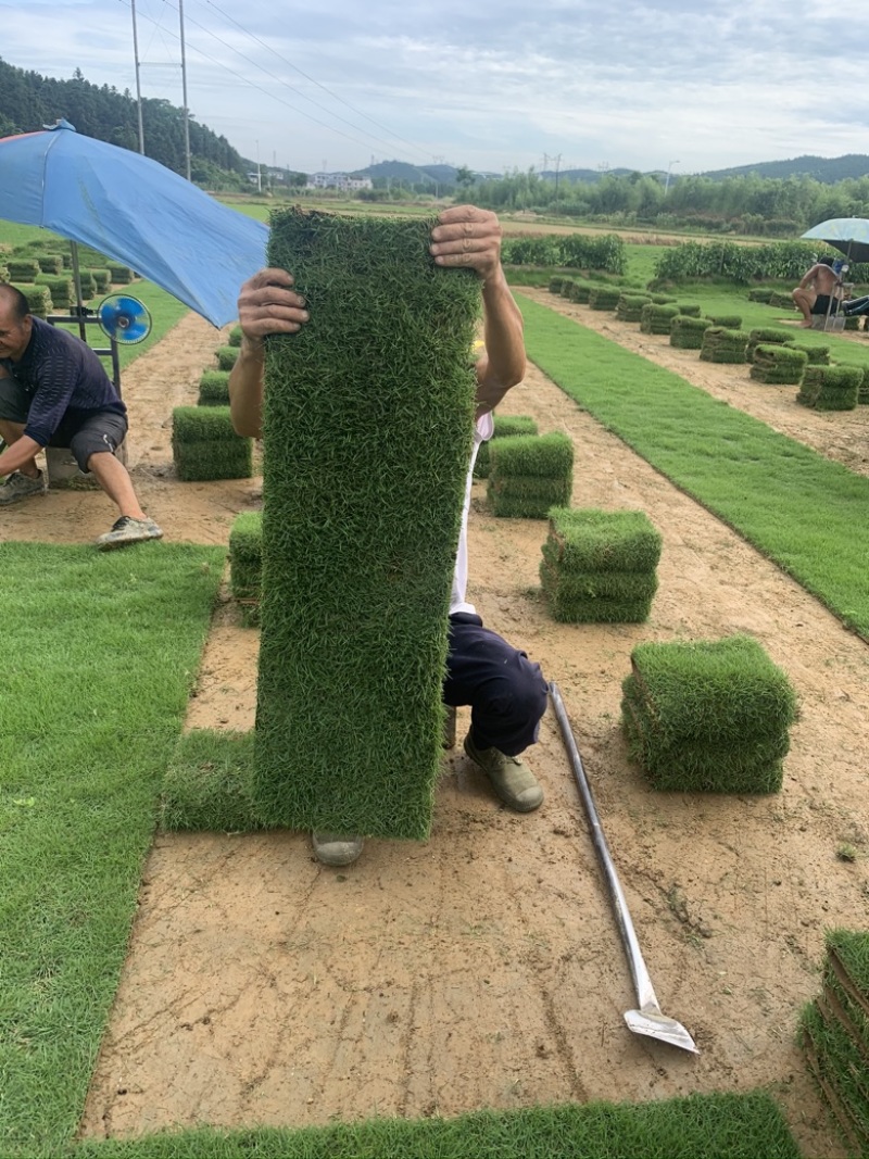草皮