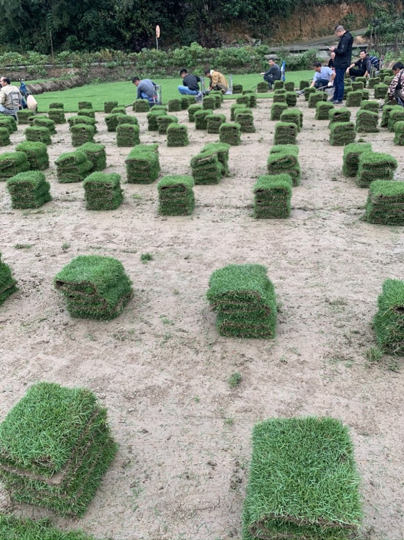 草皮