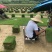 草皮