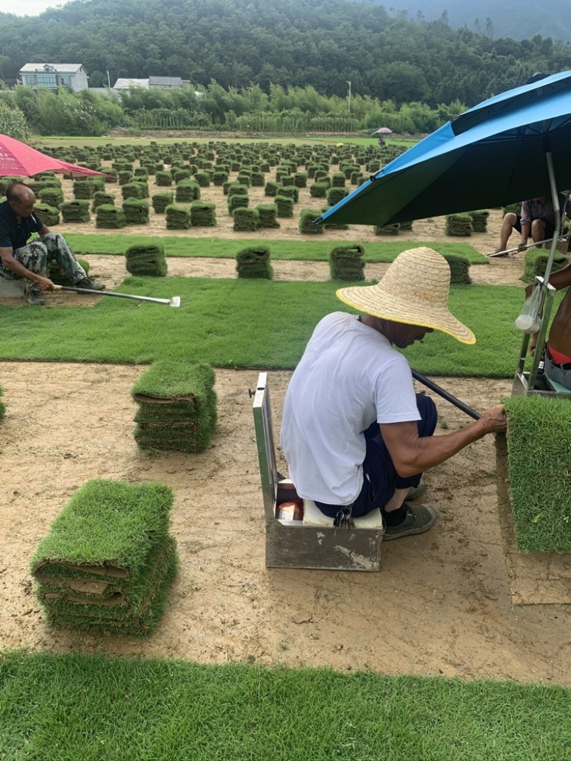 草皮