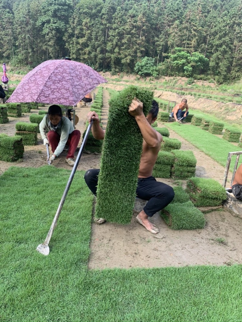 草皮