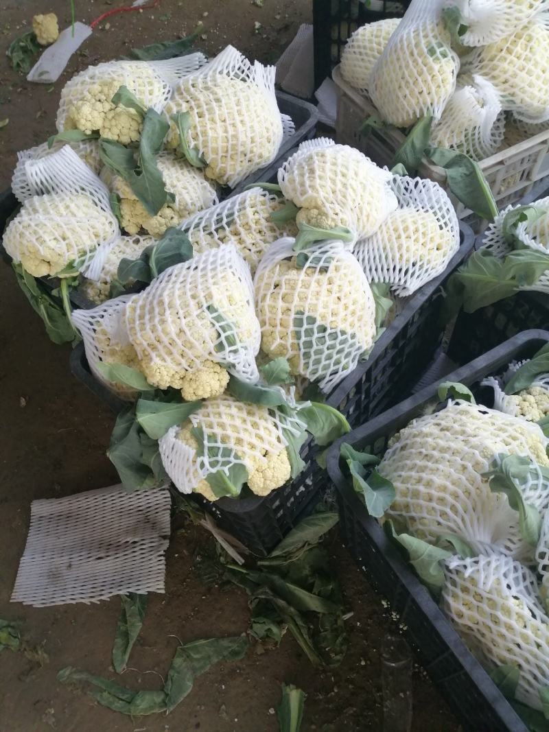 菜花，万亩基地，随到随装，一手货源，有专业装车队伍，诚信