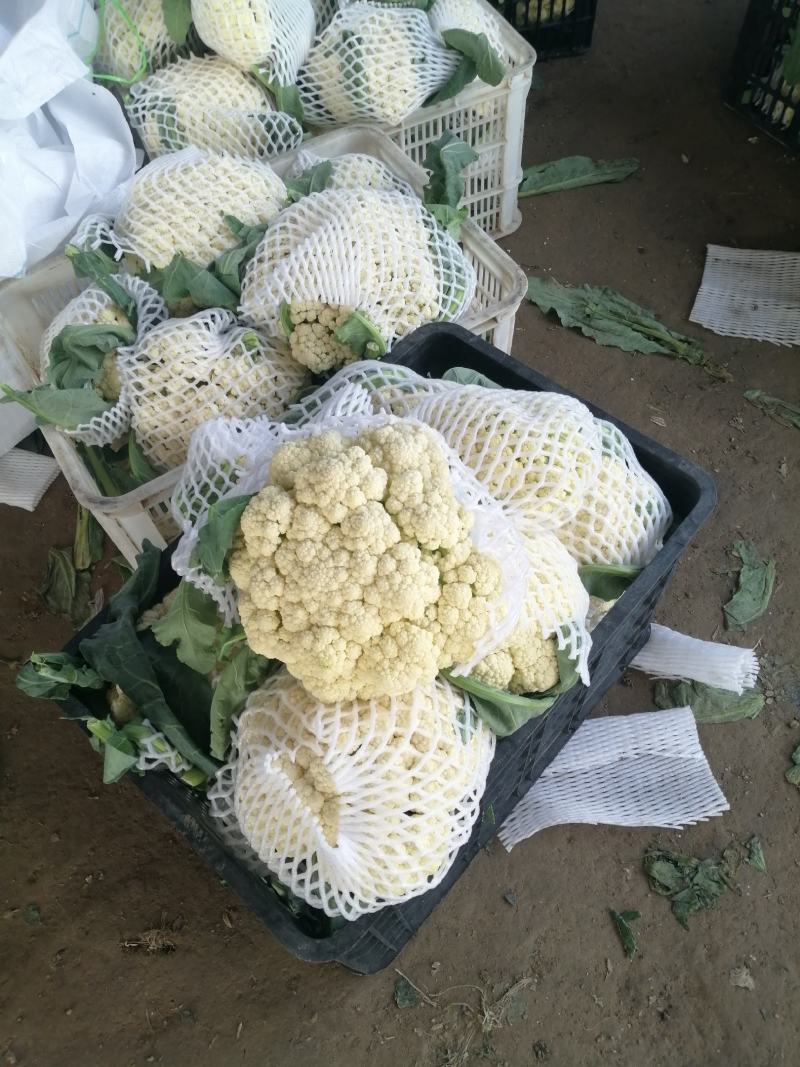 菜花，万亩基地，随到随装，一手货源，有专业装车队伍，诚信