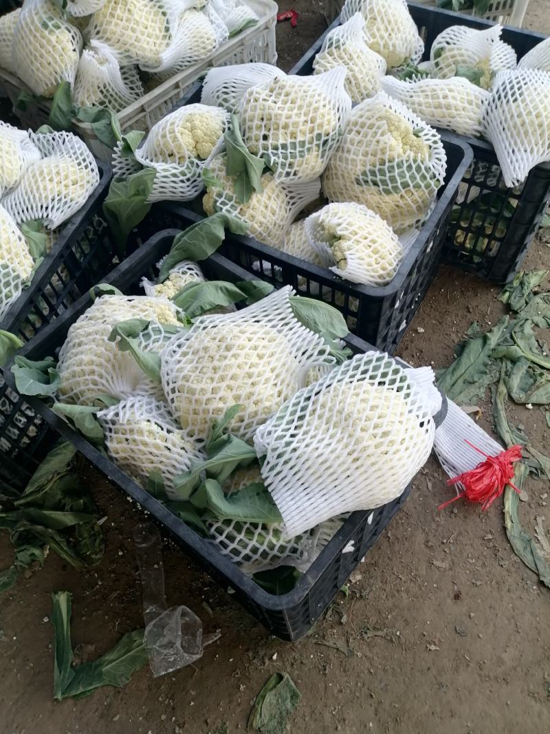 菜花，万亩基地，随到随装，一手货源，有专业装车队伍，诚信
