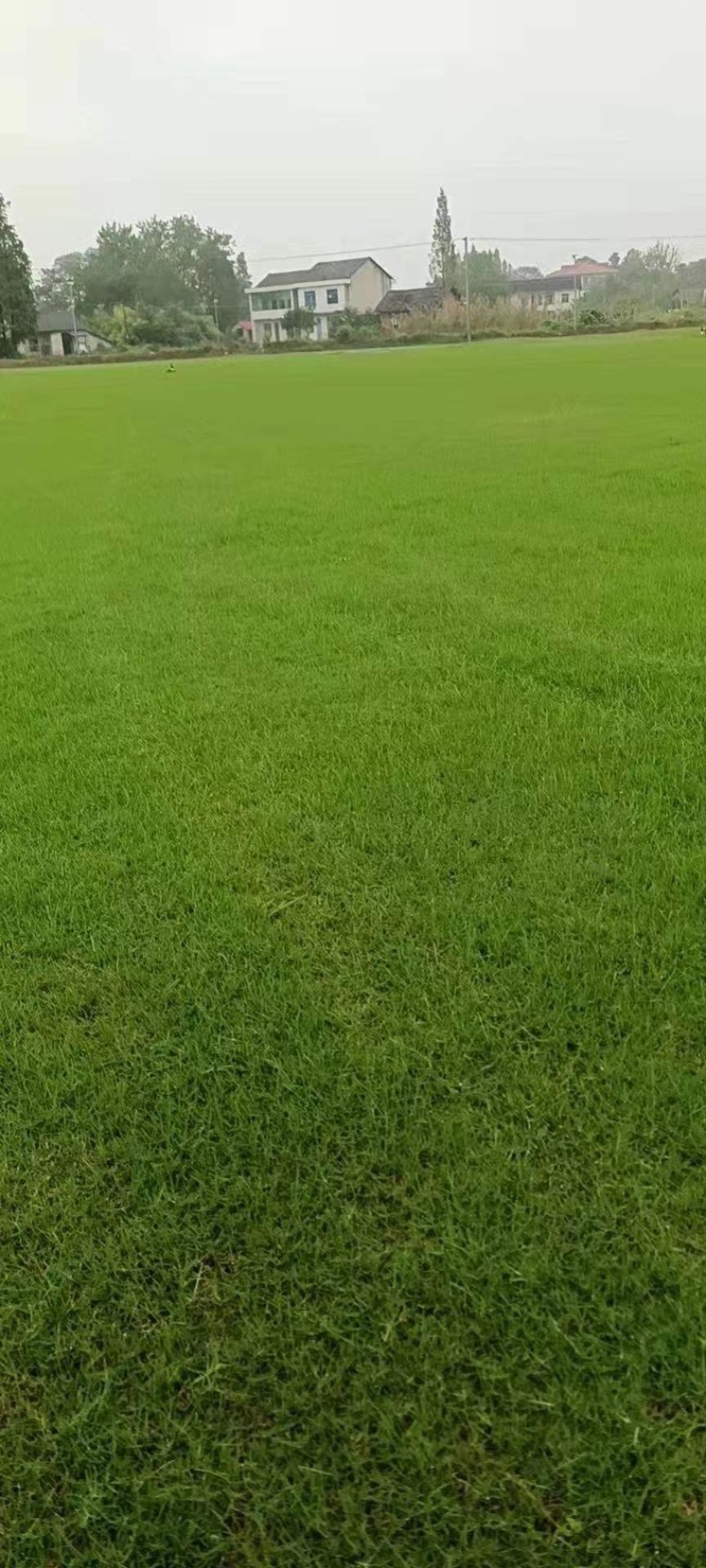 湖南郴州草皮