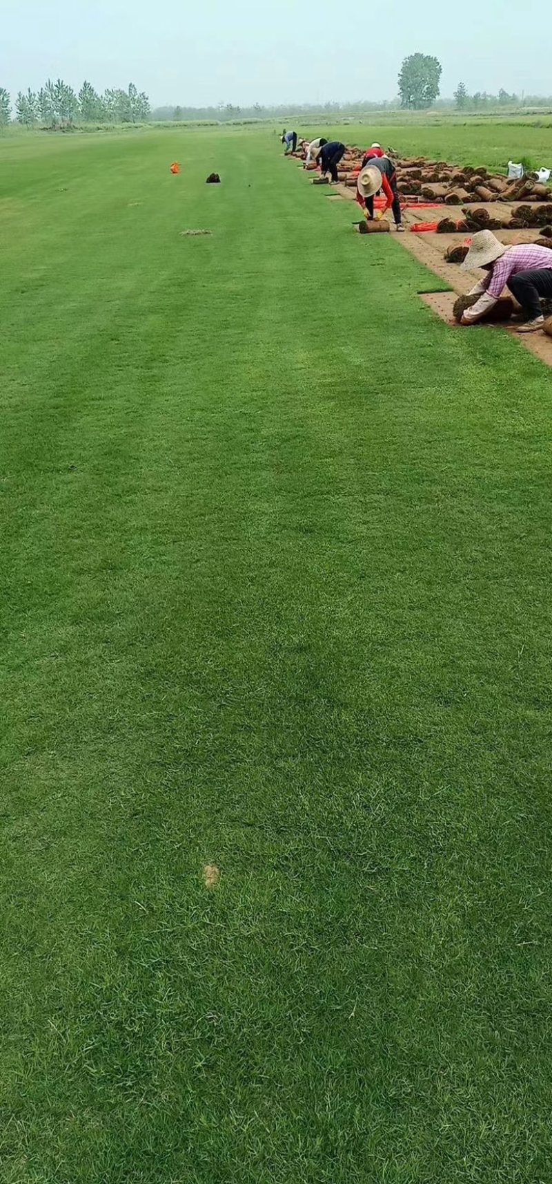湖南郴州草皮