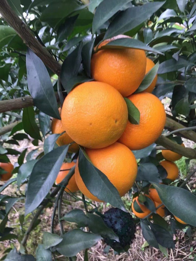 湖北橙子纽荷尔九月红长虹齐上市果园看货现采现发