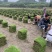 湖南郴州草皮