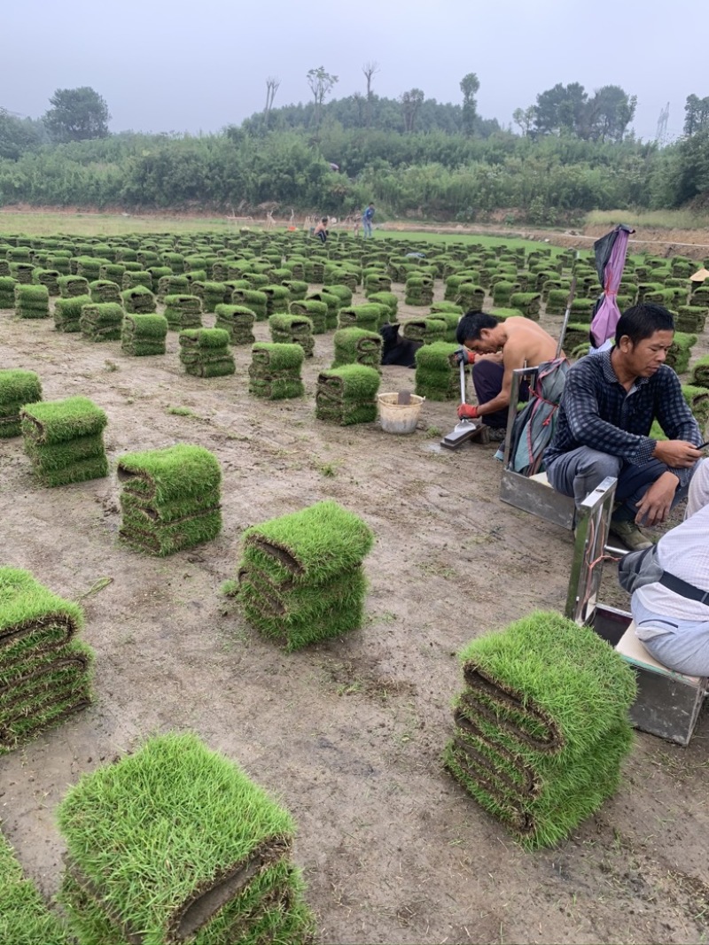 湖南郴州草皮