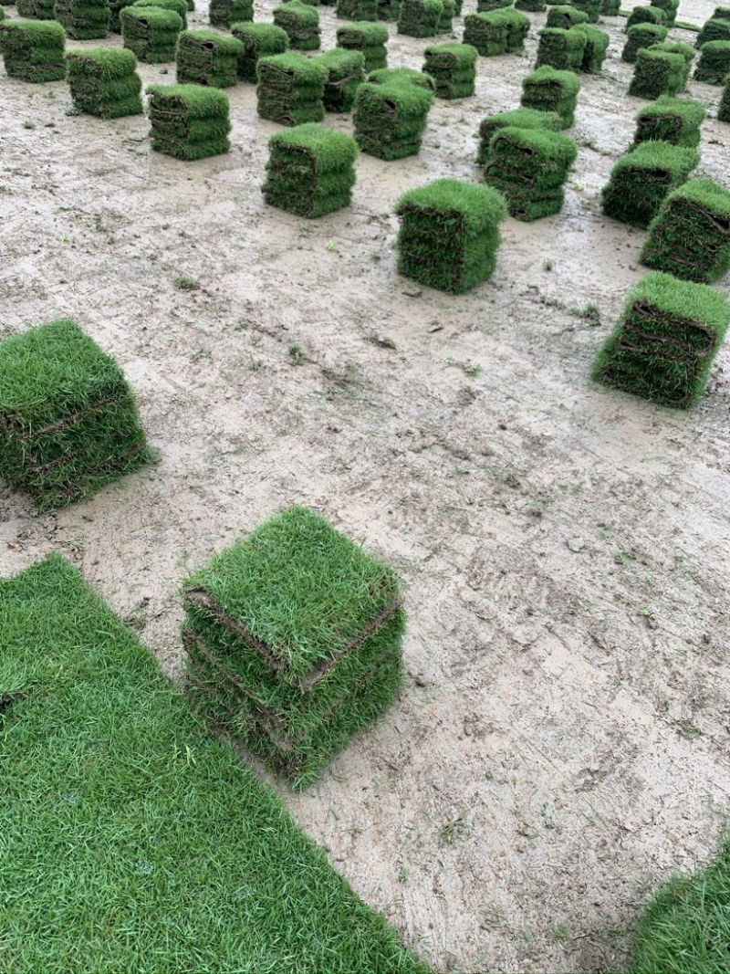 湖南郴州草皮