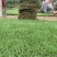 湖南郴州草皮