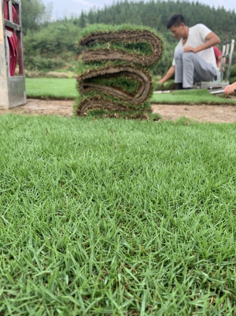湖南郴州草皮