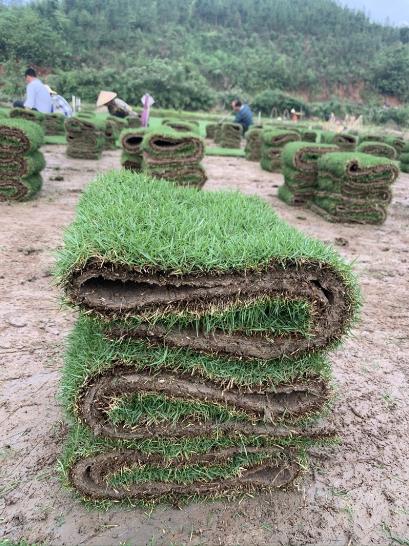 湖南郴州草皮