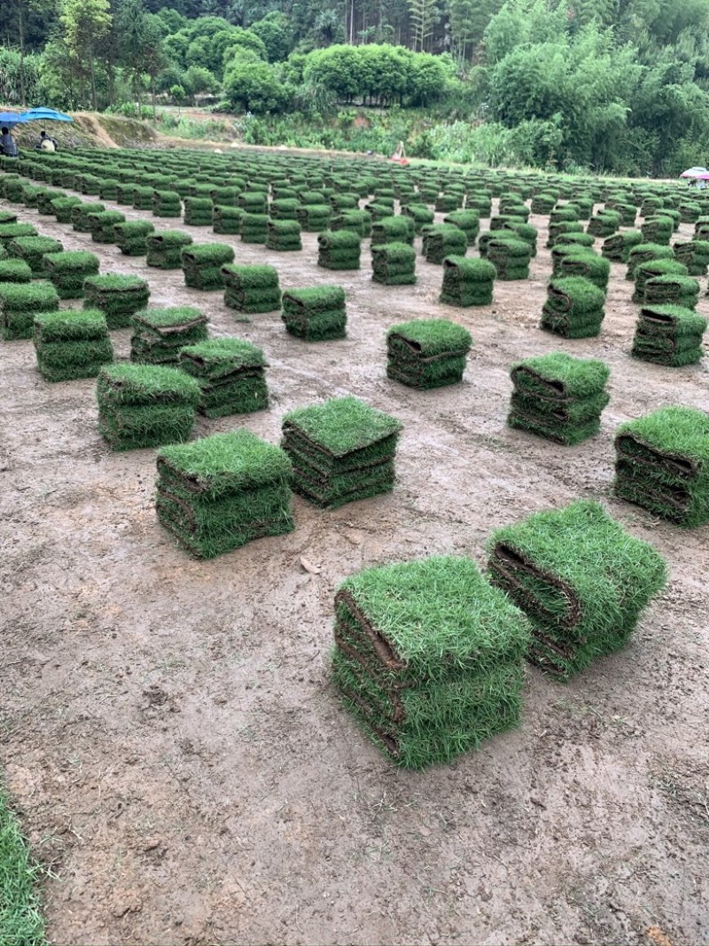 湖南郴州草皮