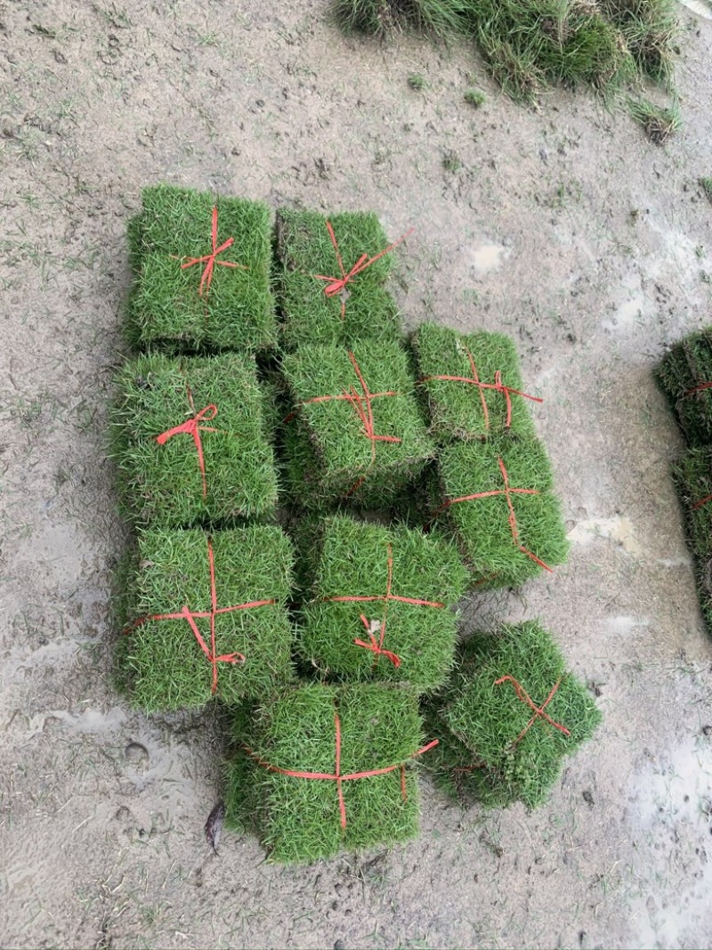 湖南郴州草皮