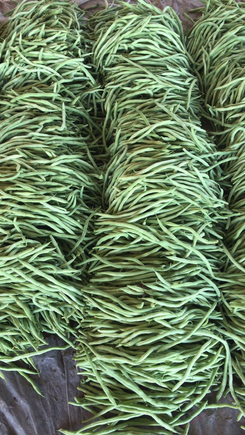 精品长豆角