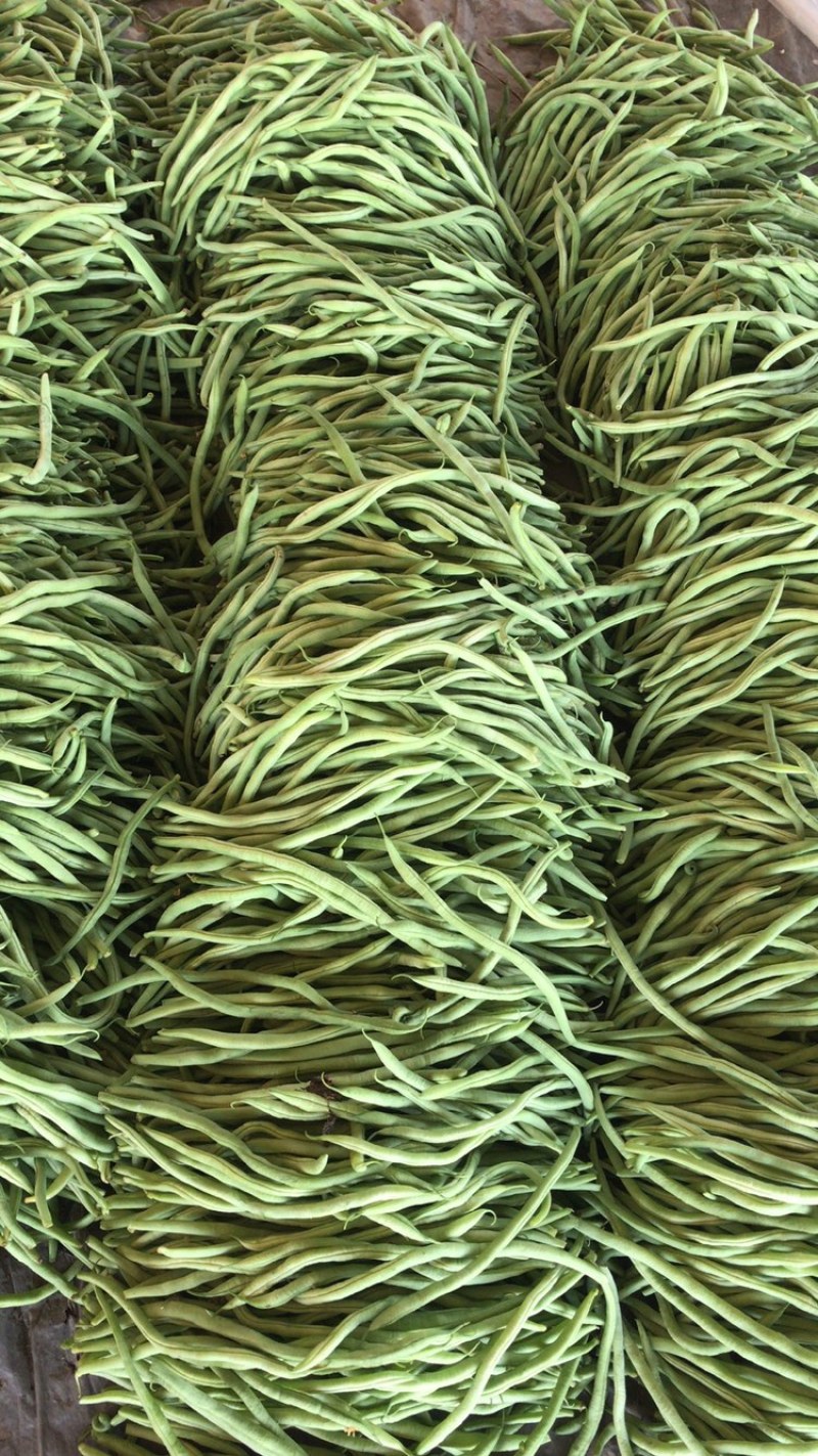 精品长豆角