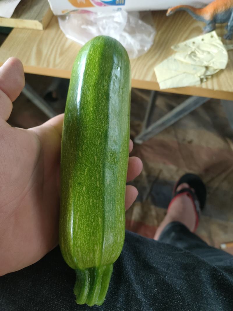 西葫芦瓜大量现货质量保证柿大量上市，货源充足