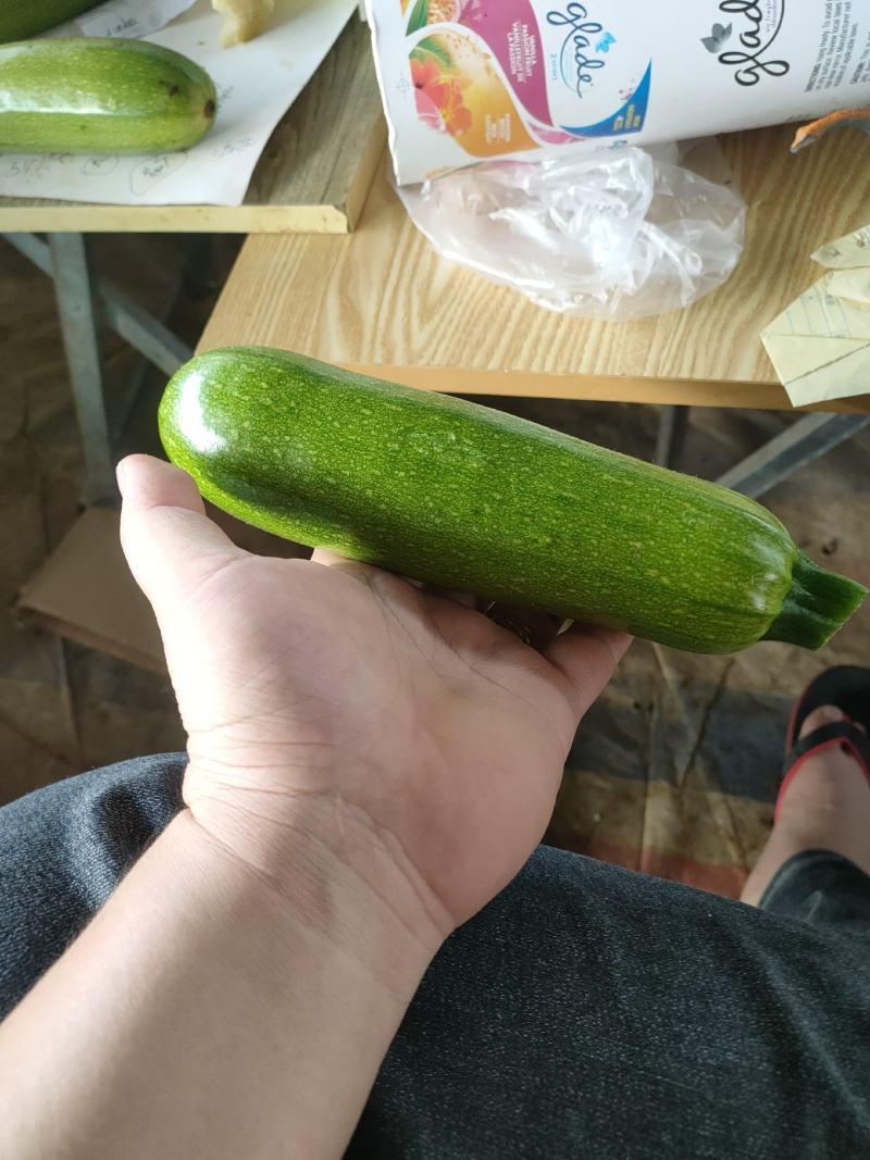 西葫芦瓜大量现货质量保证柿大量上市，货源充足