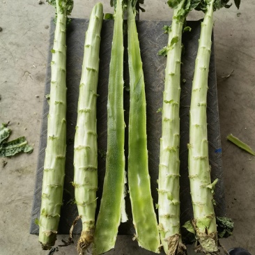 精品莴笋杆子大量供应，基地代发，可供加工厂，电商，食堂