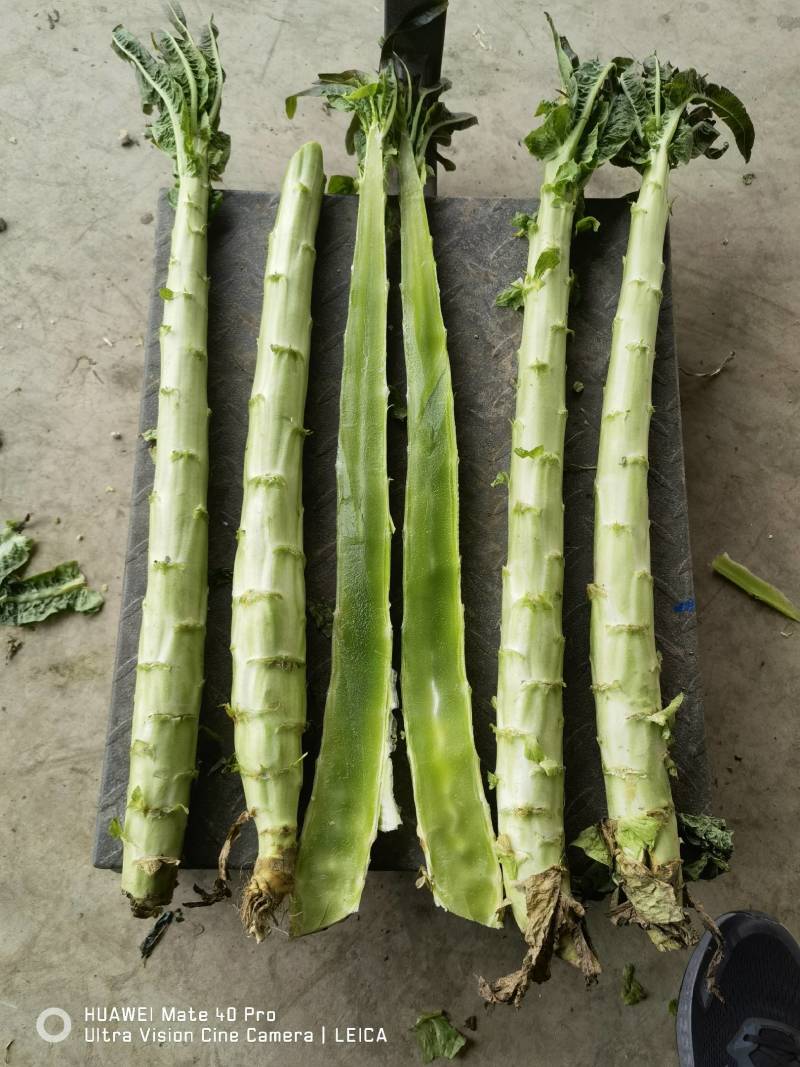精品莴笋杆子大量供应，基地代发，可供加工厂，电商，食堂