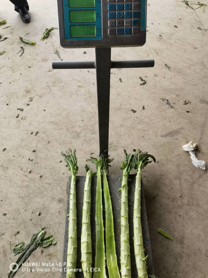 精品莴笋杆子大量供应，基地代发，可供加工厂，电商，食堂