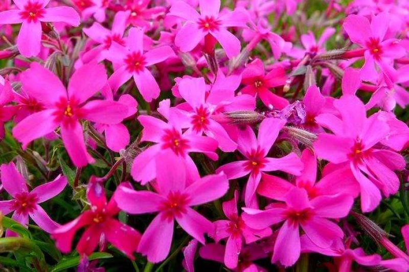 芝樱种子芝樱花地被花卉庭院阳台种子景观花海量大优惠