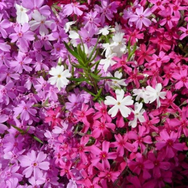 芝樱种子芝樱花地被花卉庭院阳台种子景观花海量大优惠