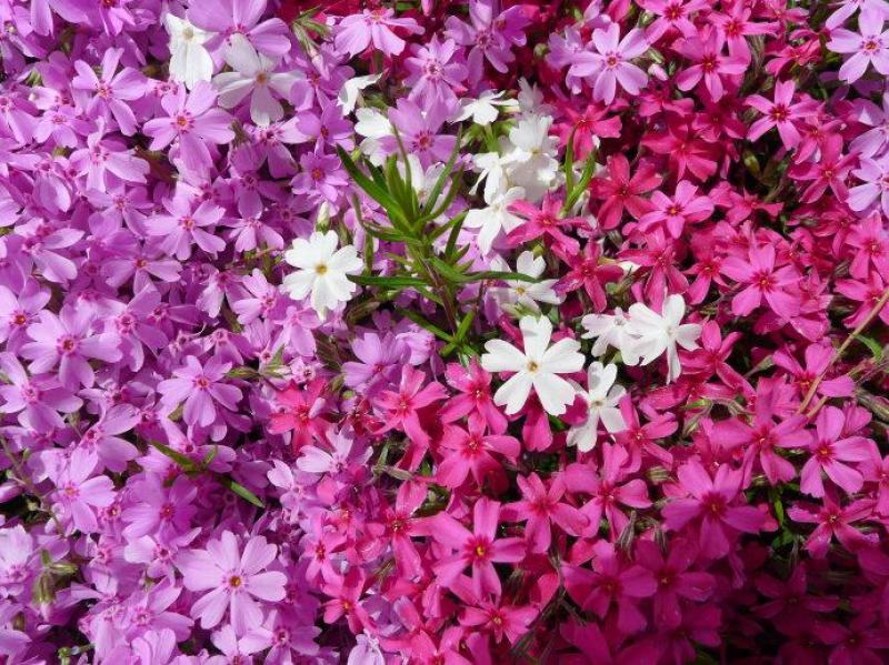 芝樱种子芝樱花地被花卉庭院阳台种子景观花海量大优惠