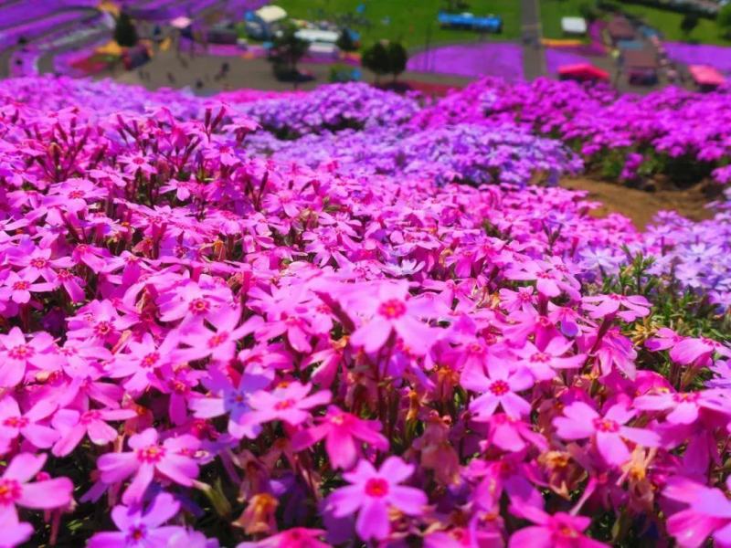 芝樱种子芝樱花地被花卉庭院阳台种子景观花海量大优惠