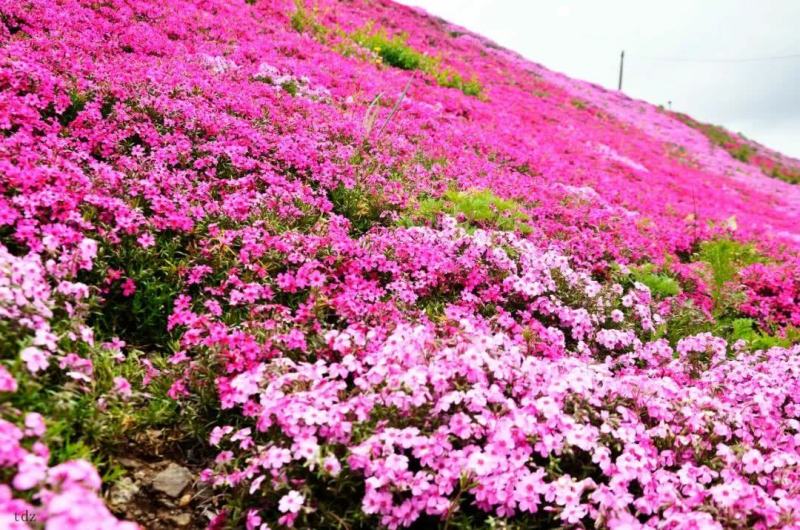 芝樱种子芝樱花地被花卉庭院阳台种子景观花海量大优惠