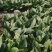 【有好货】大叶菠菜黑叶/圆叶红根精品现货高22-25公分批发