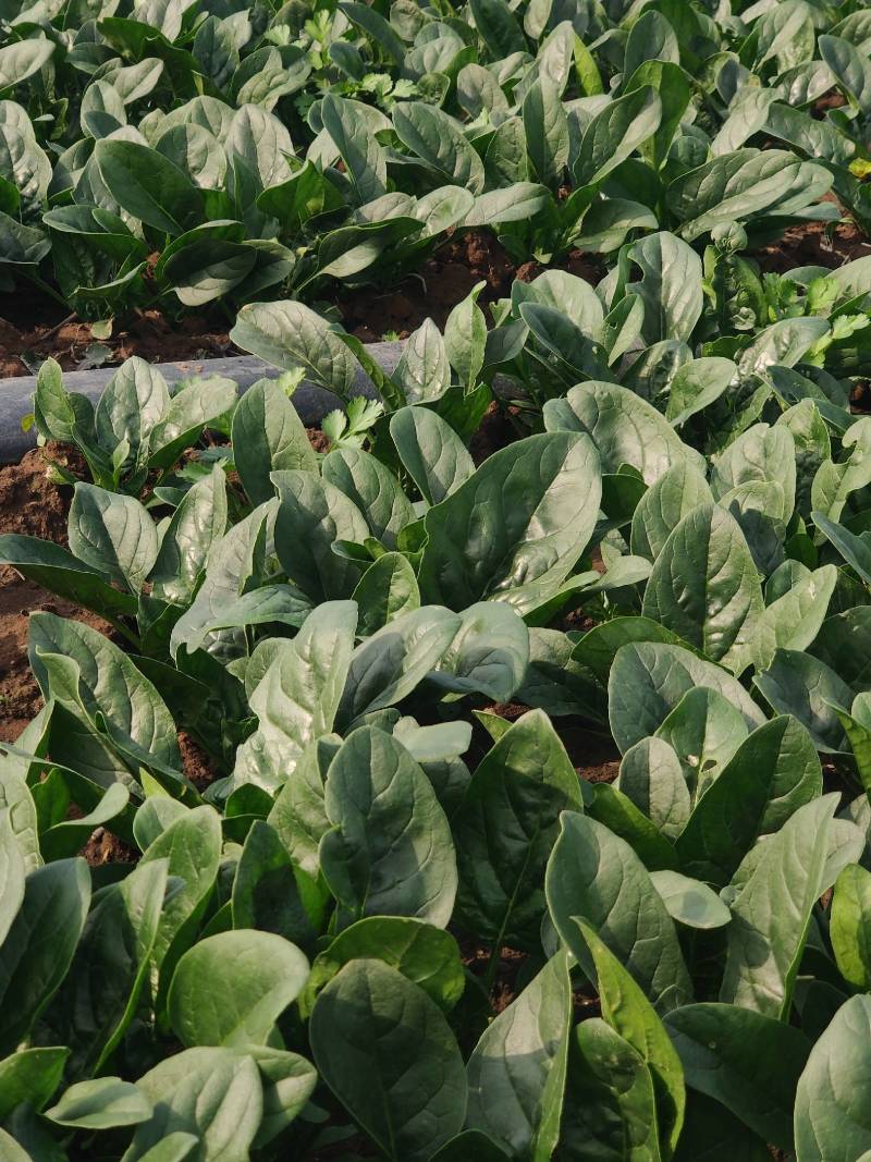 【有好货】大叶菠菜黑叶/圆叶红根精品现货高22-25公分批发