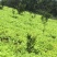 榨菜苗，大青菜苗，苗子基地直供，品种品质保证，量大从优