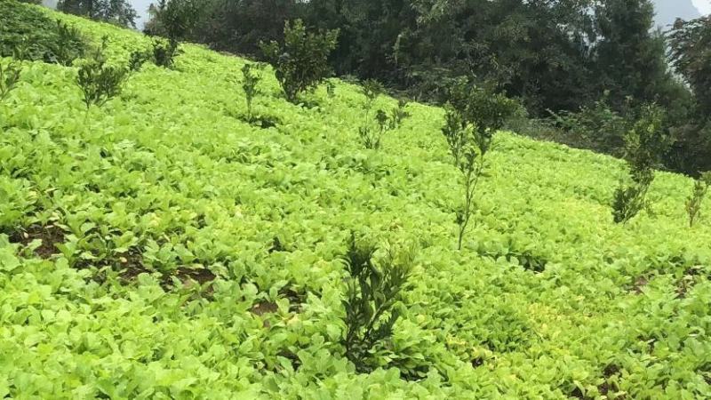 榨菜苗，大青菜苗，苗子基地直供，品种品质保证，量大从优