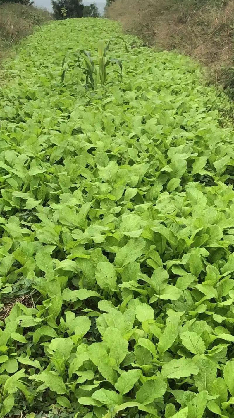 榨菜苗，大青菜苗，苗子基地直供，品种品质保证，量大从优
