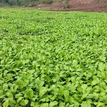 榨菜苗，大青菜苗，苗子基地直供，品种品质保证，量大从优