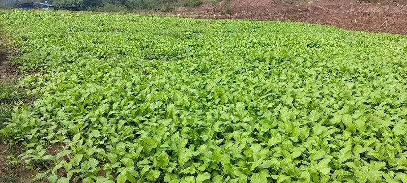 榨菜苗，大青菜苗，苗子基地直供，品种品质保证，量大从优