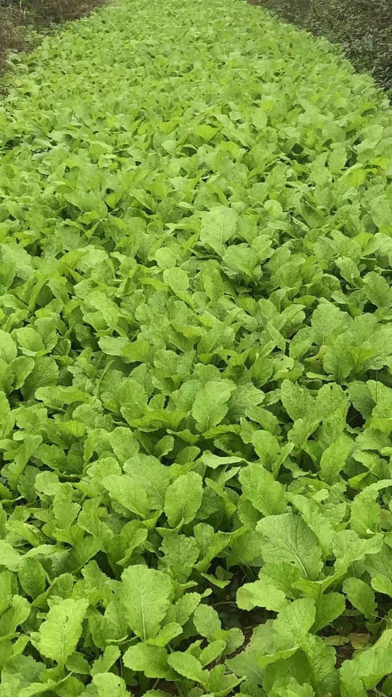 榨菜苗，大青菜苗，苗子基地直供，品种品质保证，量大从优