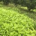 榨菜苗，大青菜苗，苗子基地直供，品种品质保证，量大从优