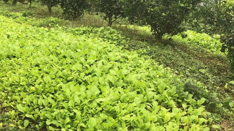 榨菜苗，大青菜苗，苗子基地直供，品种品质保证，量大从优