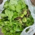 榨菜苗，大青菜苗，苗子基地直供，品种品质保证，量大从优