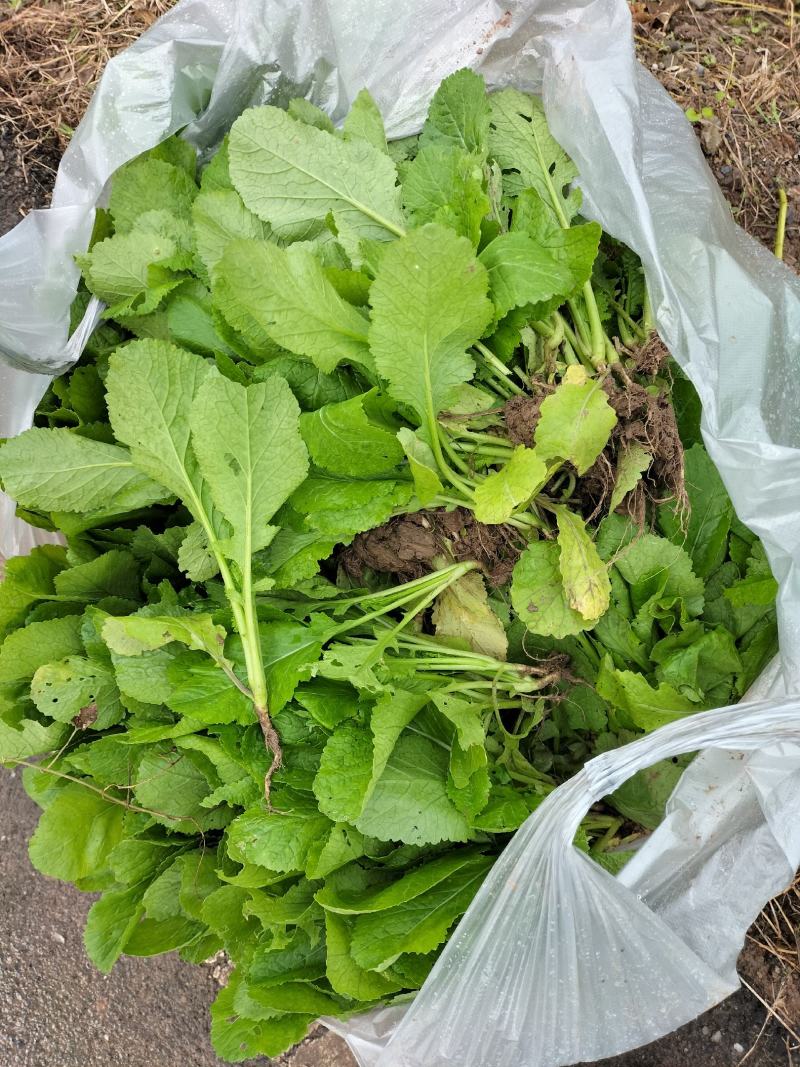 榨菜苗，大青菜苗，苗子基地直供，品种品质保证，量大从优