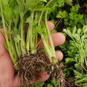 山东德州禹城诚信芹菜苗