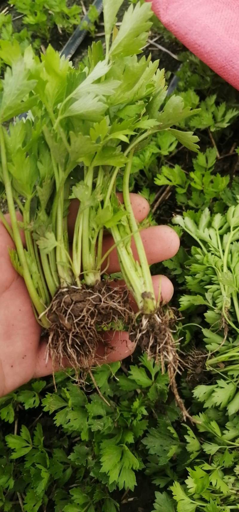 山东德州禹城诚信芹菜苗
