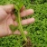山东德州禹城诚信芹菜苗