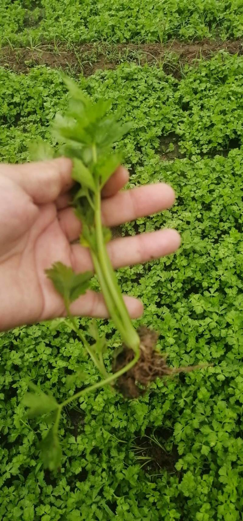 山东德州禹城诚信芹菜苗