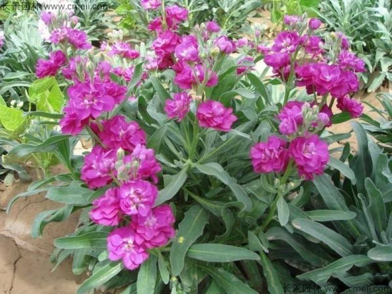 紫罗兰种子四季易种花种子易活花籽庭院室外景观花海耐寒花卉
