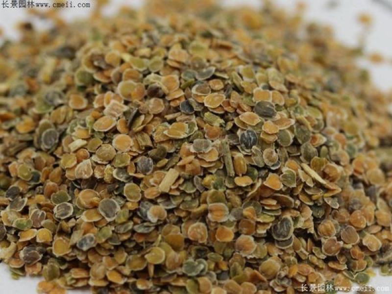 紫罗兰种子四季易种花种子易活花籽庭院室外景观花海耐寒花卉